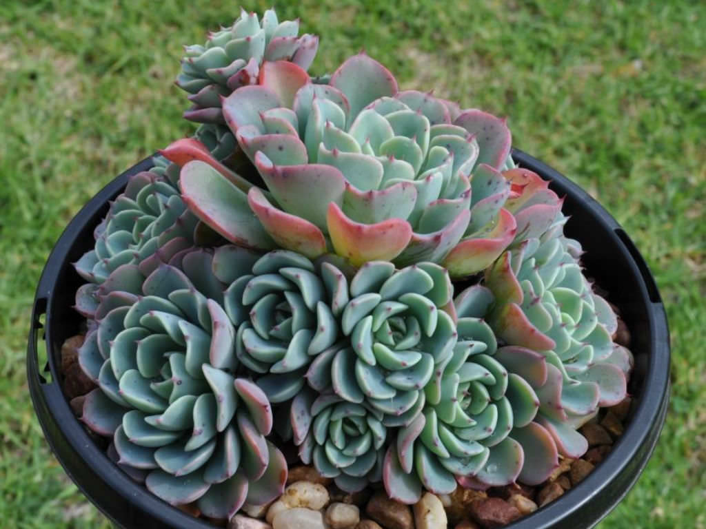 Echeveria ‘Lara’
