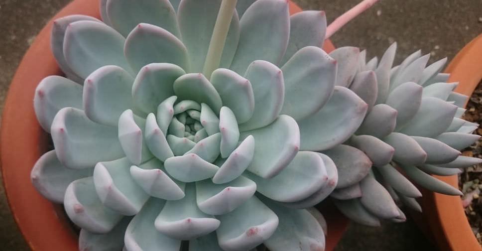 Echeveria ‘Laulindsa’