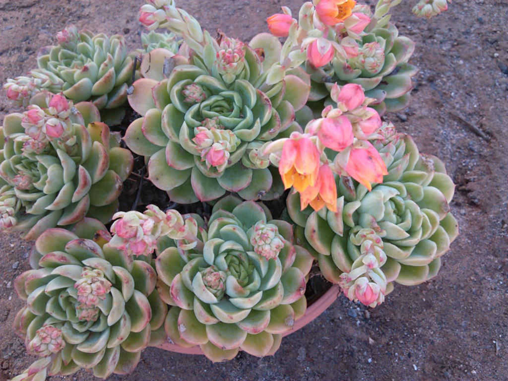 Echeveria ‘Lime n’ Chile’