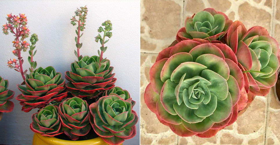 Echeveria ‘Mandala’