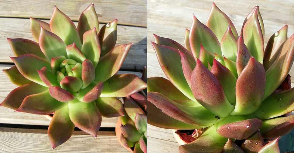 Echeveria ‘Margaret Martin’