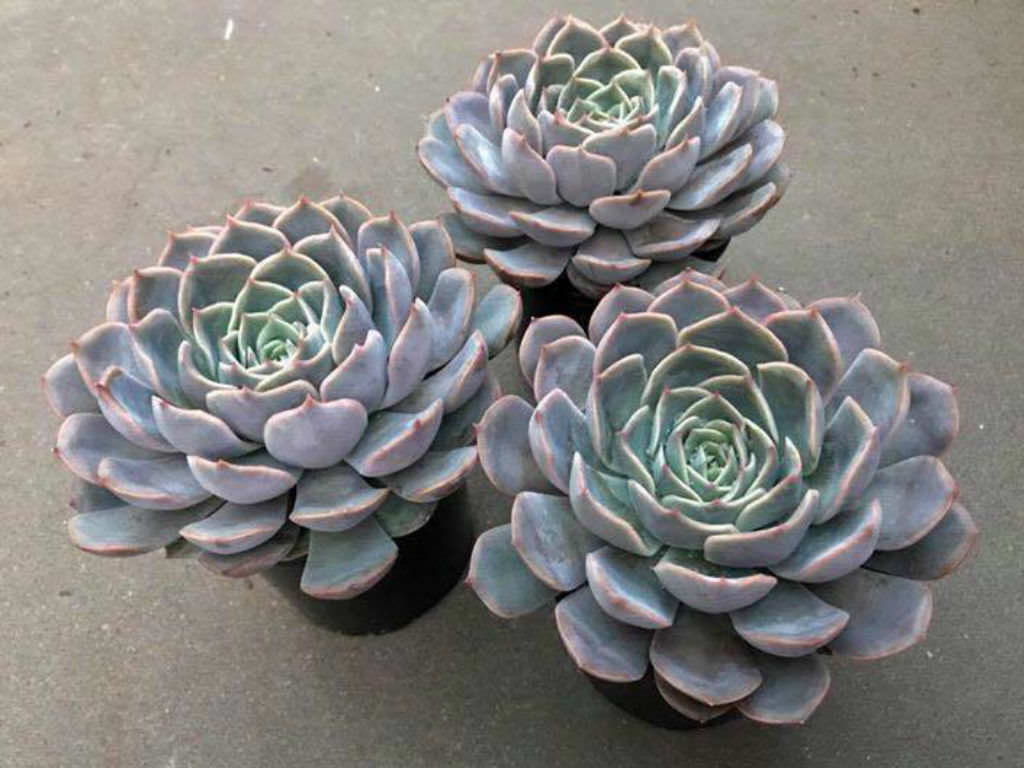 Echeveria ‘Orion’