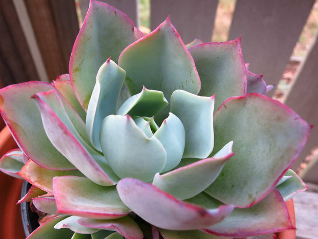 Echeveria ‘White Rose’