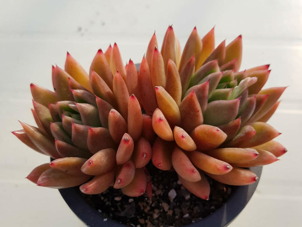 Echeveria ‘Water Lily’