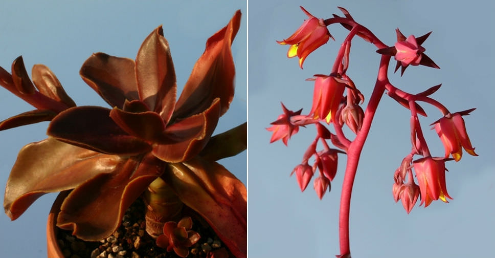Echeveria atropurpurea