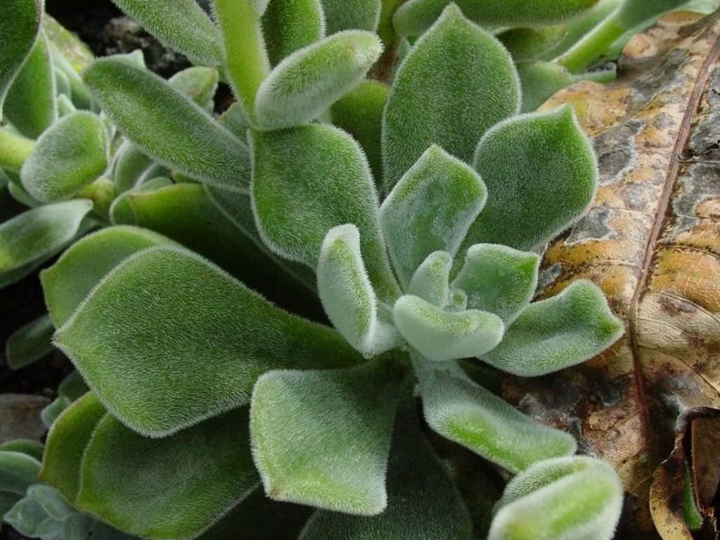 Echeveria pulvinata (Chenille Plant)