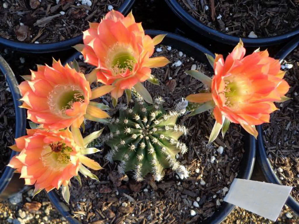 Echinopsis ‘Red Paramount’