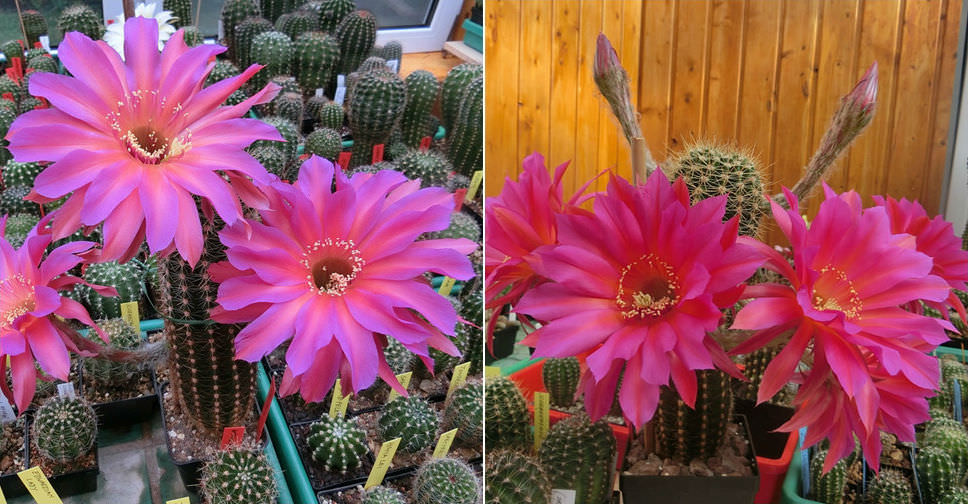 Echinopsis ‘Windigo’