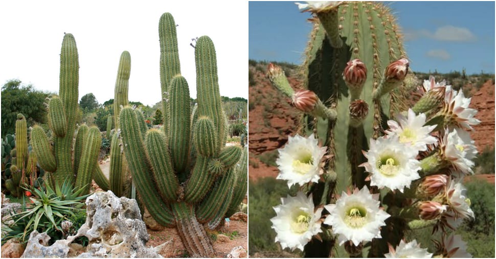 Echinopsis atacamensis (Cardon Grande)
