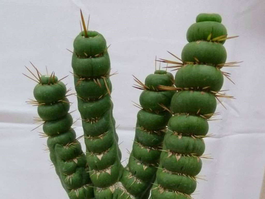 Eulychnia castanea ‘Varispiralis’