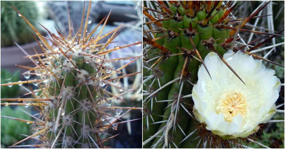 Eulychnia castanea