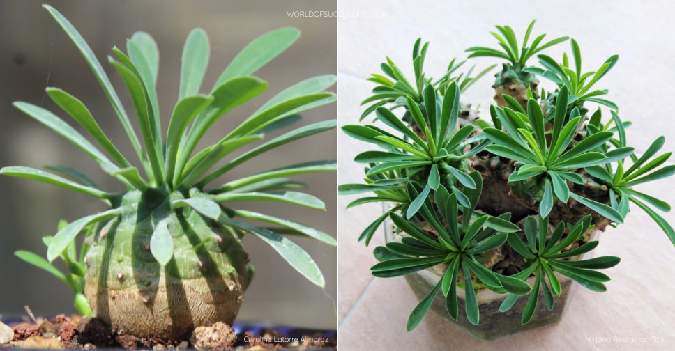 Euphorbia ‘Cocklebur’