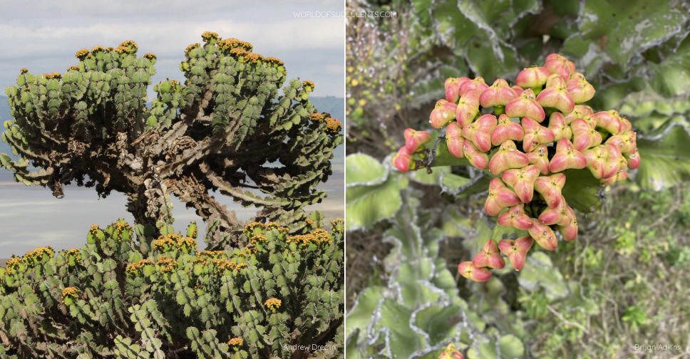 Euphorbia bussei