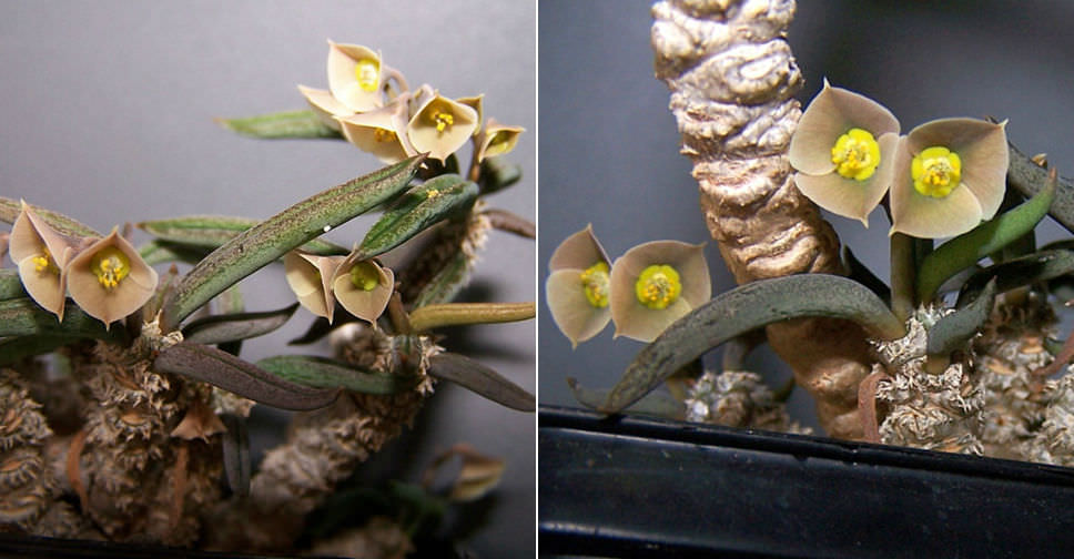 Euphorbia cylindrifolia