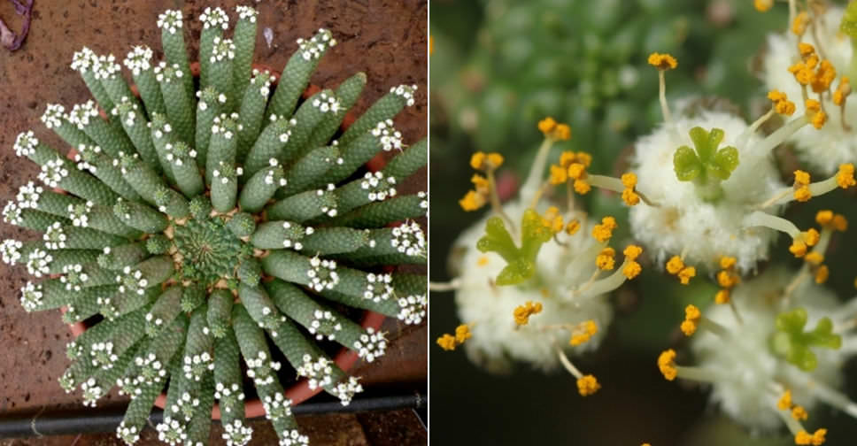 Euphorbia inermis (Green Crown)