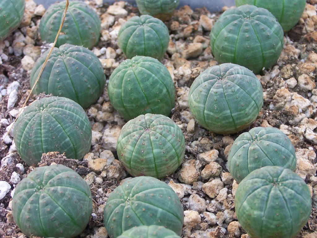 Euphorbia obesa subsp. symmetrica (Stone Spurge)