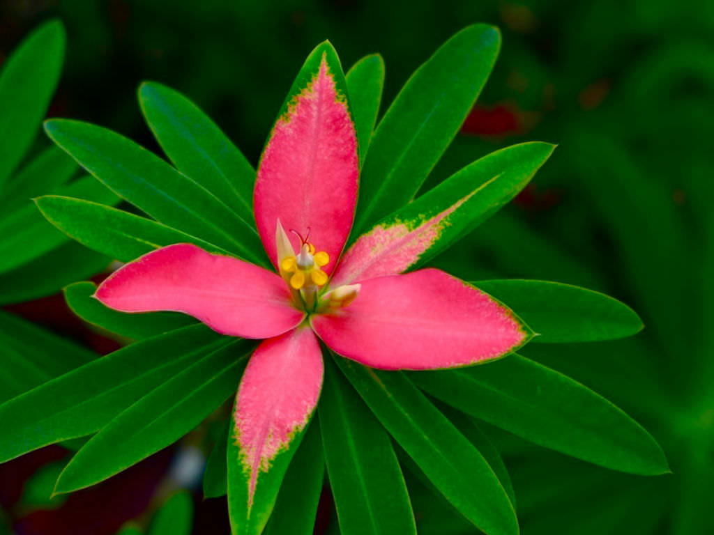 Euphorbia punicea (Jamaican Poinsettia)