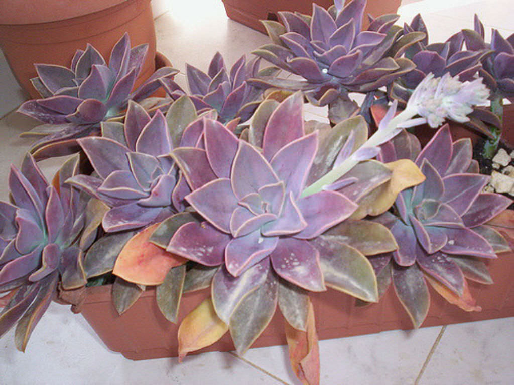 ×Graptoveria ‘Fred Ives’
