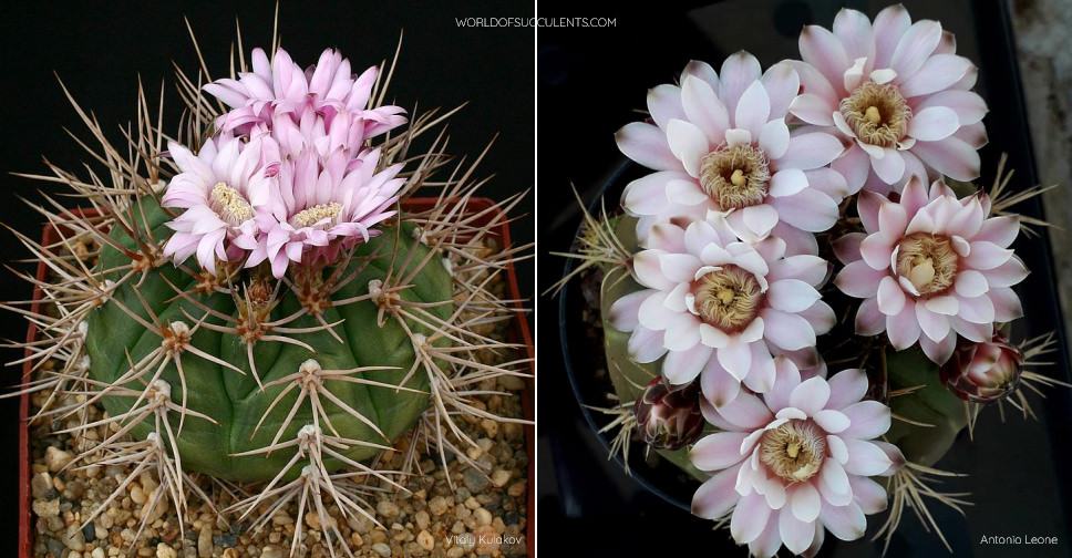 Gymnocalycium eurypleurum