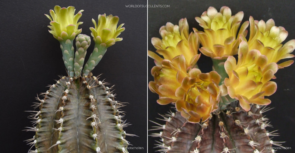 Gymnocalycium mihanovichii (Chin Cactus)