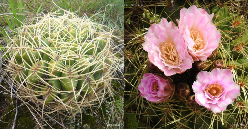 Gymnocalycium monvillei