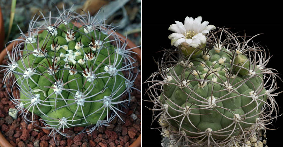 Gymnocalycium saglionis (Giant Chin Cactus)
