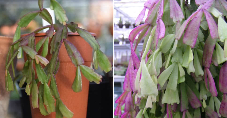 Hatiora epiphylloides