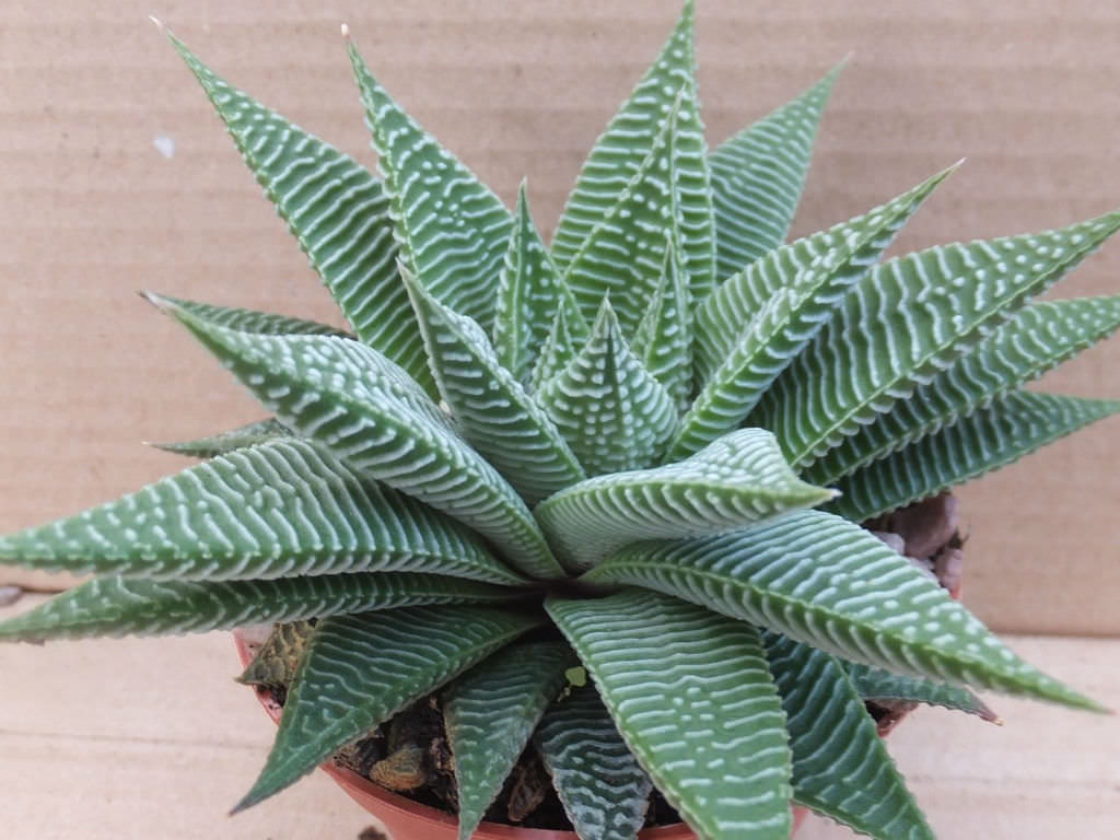 Haworthiopsis limifolia ‘Spider White’ (Fairy Washboard)