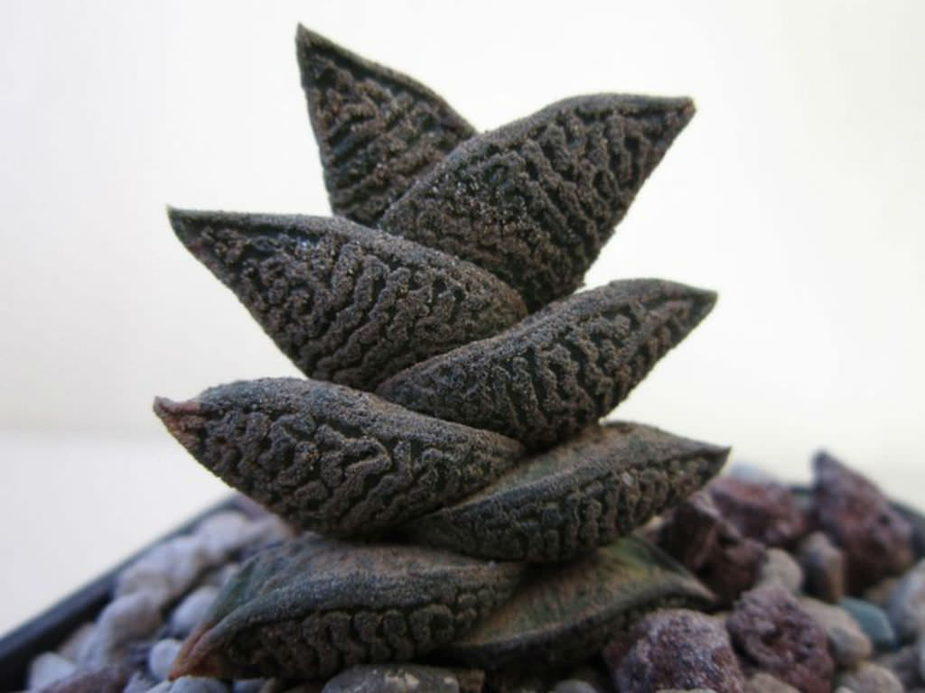 Haworthiopsis nigra var. diversifolia