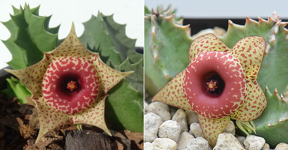 Huernia humilis
