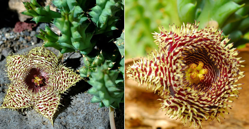 Huernia hystrix (Porcupine Huernia)