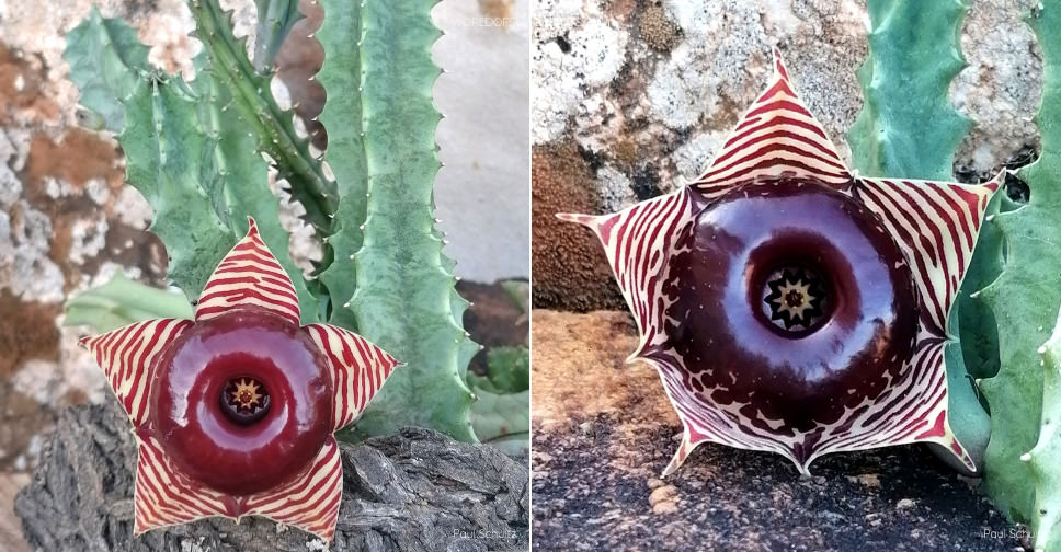 Huernia zebrina subsp. magniflora