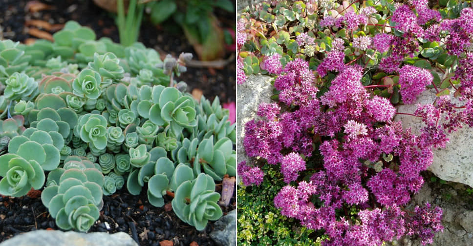 Hylotelephium ewersii (Pink Mongolian Stonecrop)