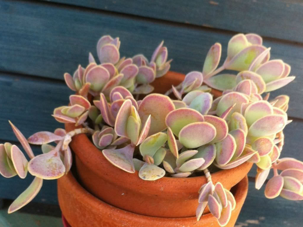 Kalanchoe alticola