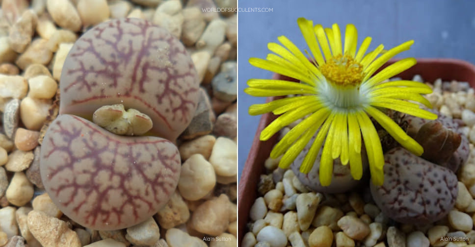 Lithops ‘Talisman’