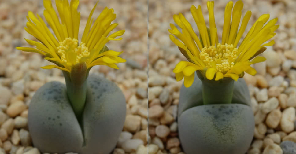 Lithops steineckeana (Living Stones)