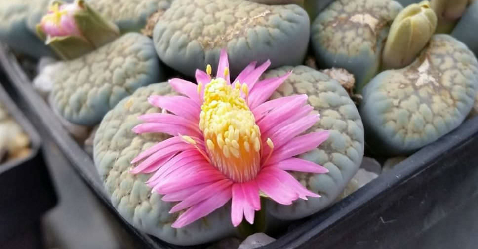 Lithops verruculosa ‘Rose of Texas’