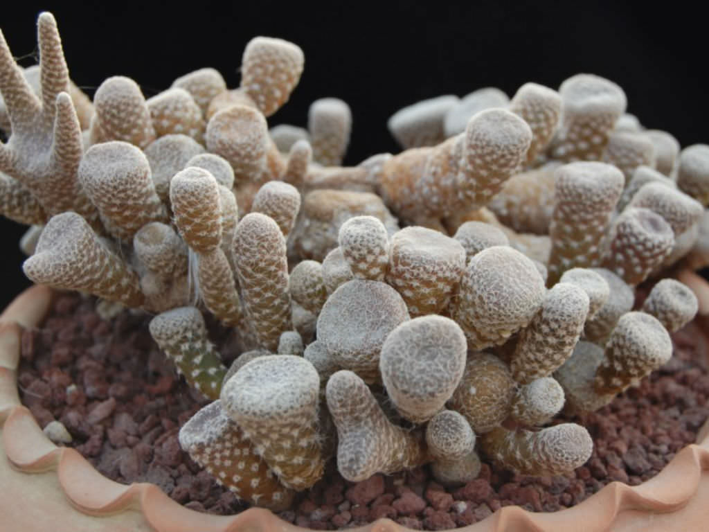 Maihueniopsis clavarioides (Dead Man’s Fingers)