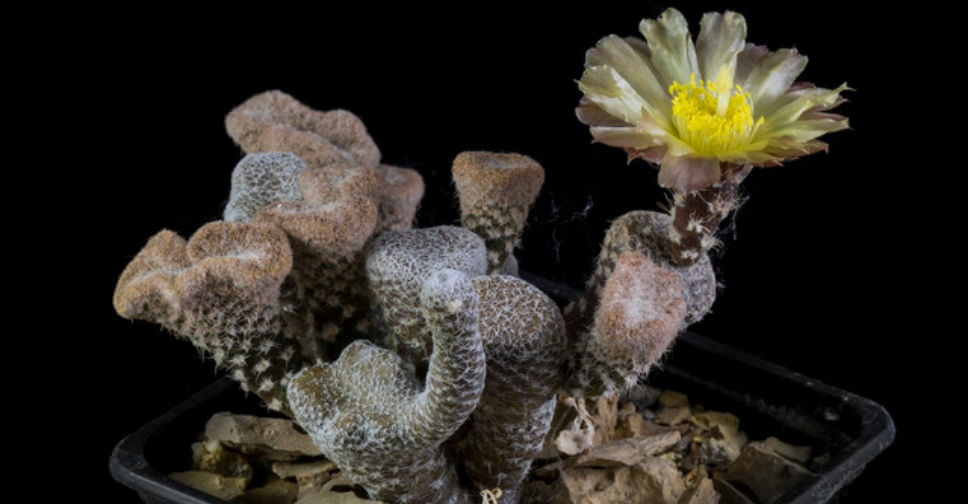 Maihueniopsis clavarioides f. cristata (Crested Dead Man’s Fingers)