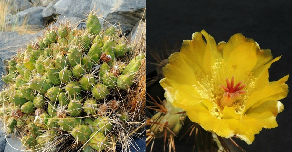 Maihueniopsis darwinii (Darwin’s Cactus)