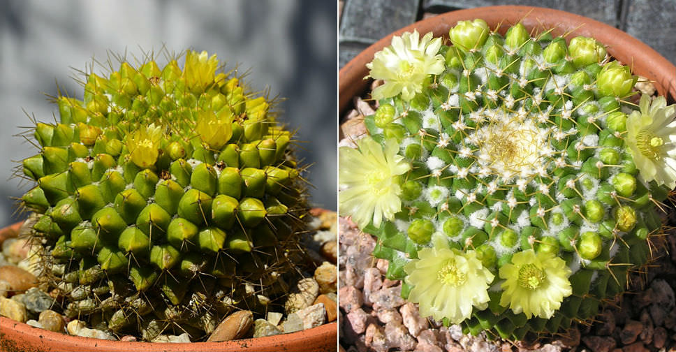 Mammillaria marksiana