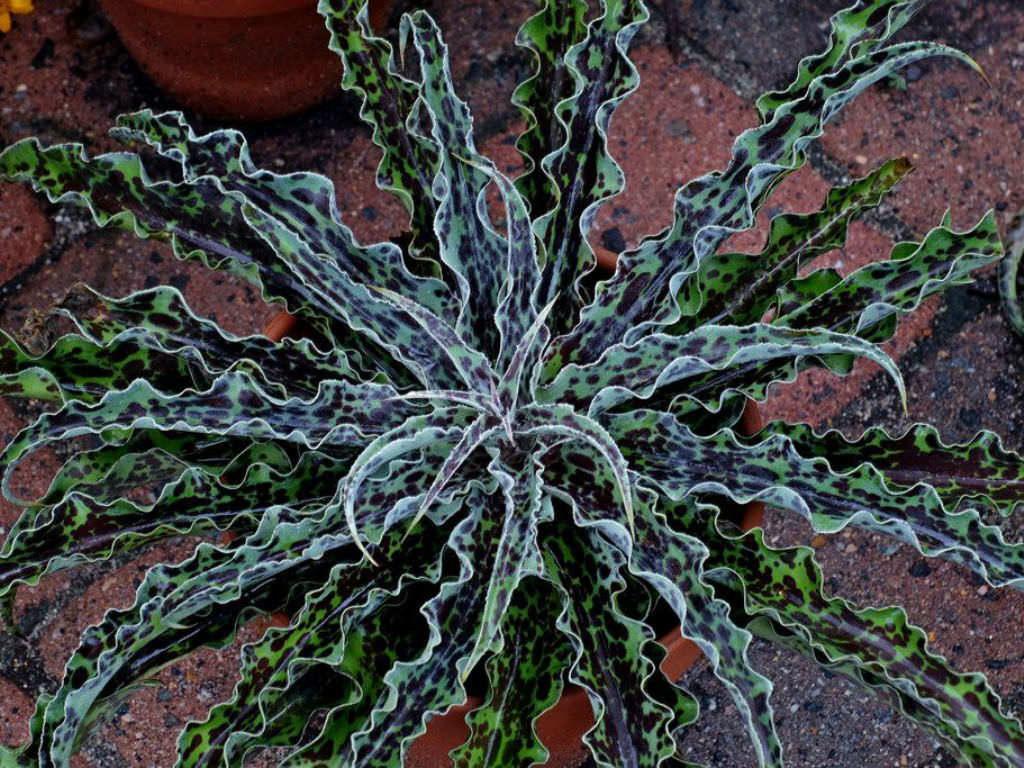 Manfreda undulata ‘Mint Chocolate Chip’