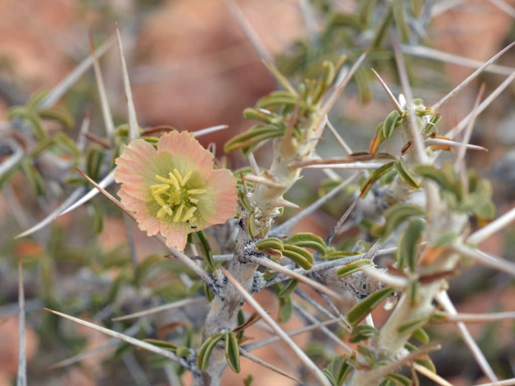 Monsonia salmoniflora (Bushman’s Candle)