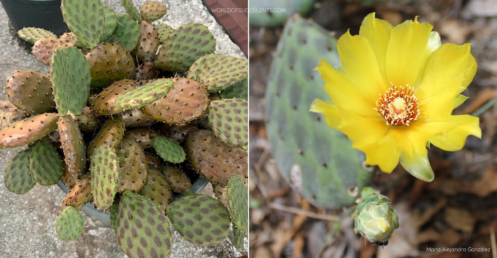 Opuntia decumbens