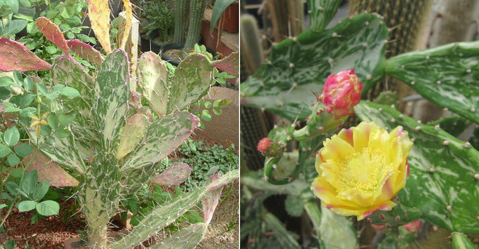 Opuntia monacantha var. variegata