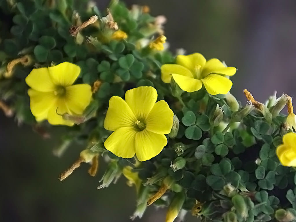 Oxalis gigantea (Giant Oxalis)