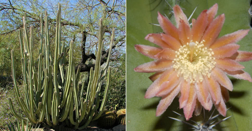 Pachycereus schottii (Senita Cactus)