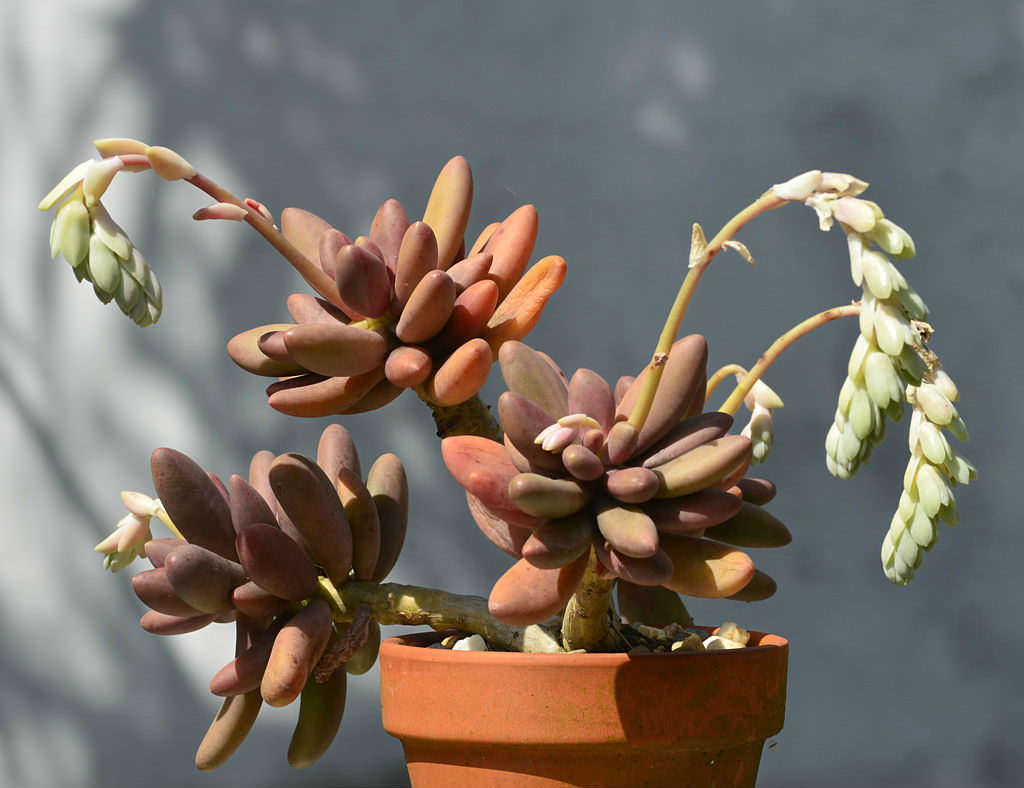 Pachyphytum ‘Captain Jessop’