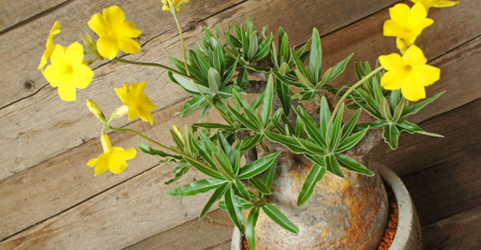Pachypodium rosulatum subsp. gracilius (Elephant’s Foot Plant)