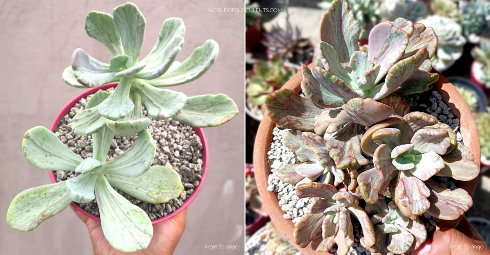 ×Pachyveria ‘Jocelyn’s Joy’